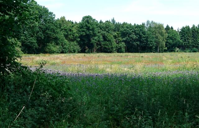 Herrlich bunte Wiese