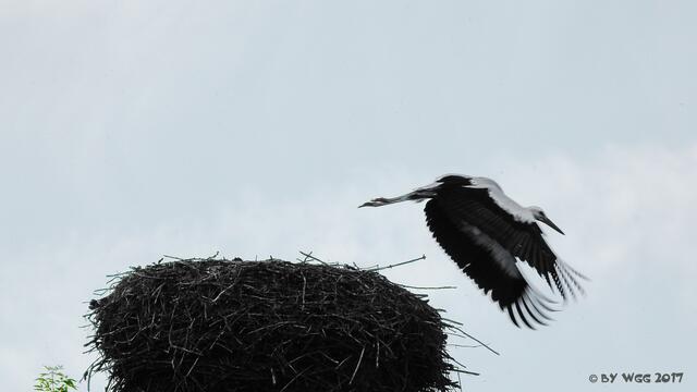 Auf geht`s ..ab geht die Post ! Tschüss Willi !
