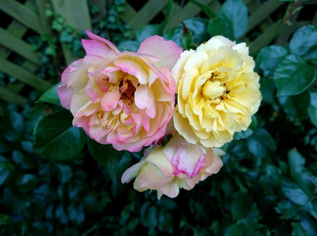 Rosen in meinem Garten