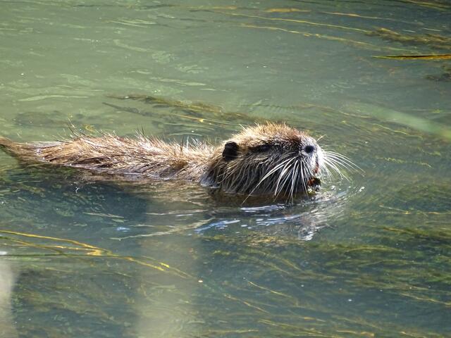 ich bin ein Flüchtling. Wo sind meine Gummibärchen.