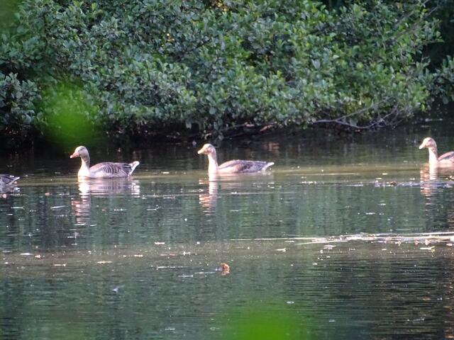 Die Graugänse im Park.