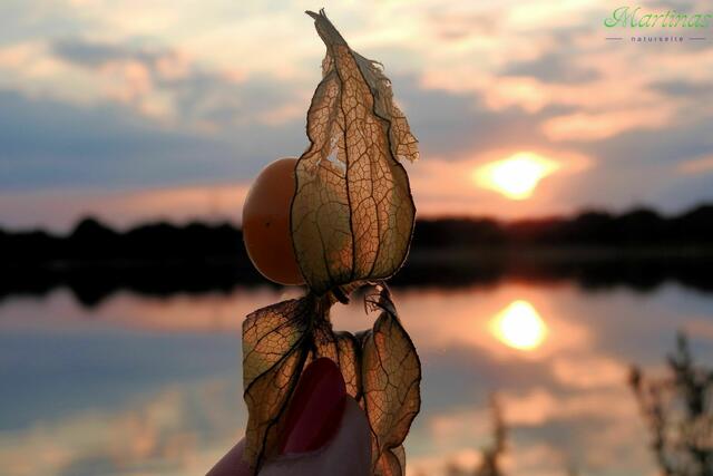 Sonne-Obst