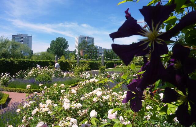 Im Rosengarten