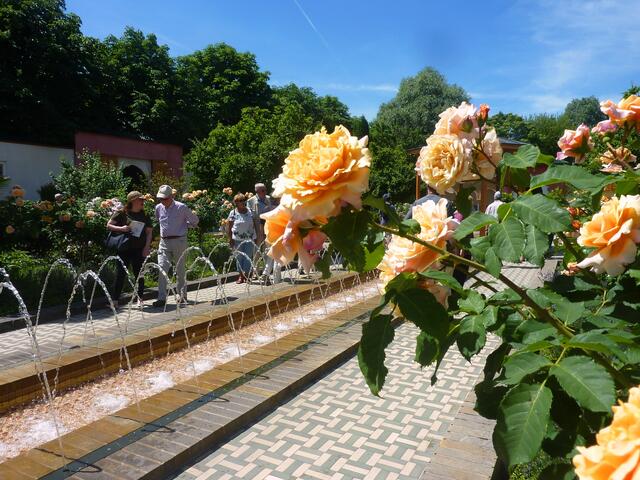 Rosen und Wasserspiele