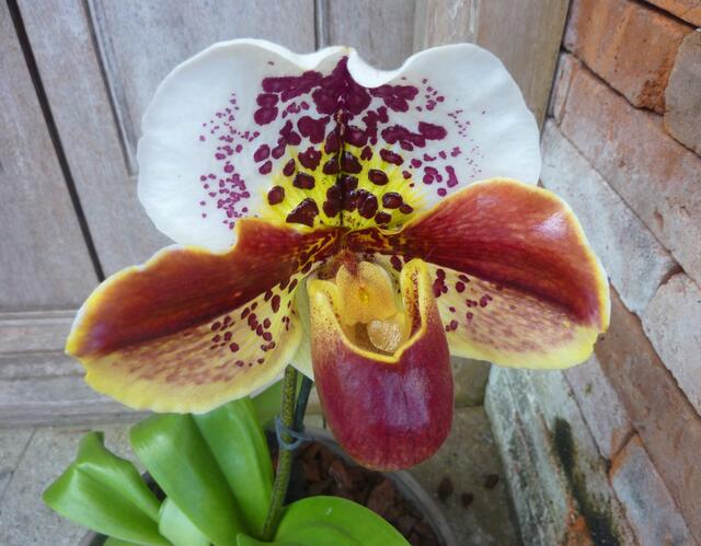 Hier gedeihen die Orchideen sehr gut.
