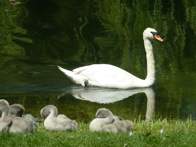 Schwanenfamilie