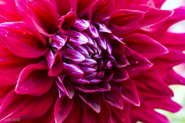 Chrysantheme