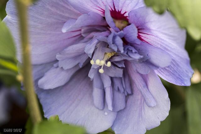 Hibiscus