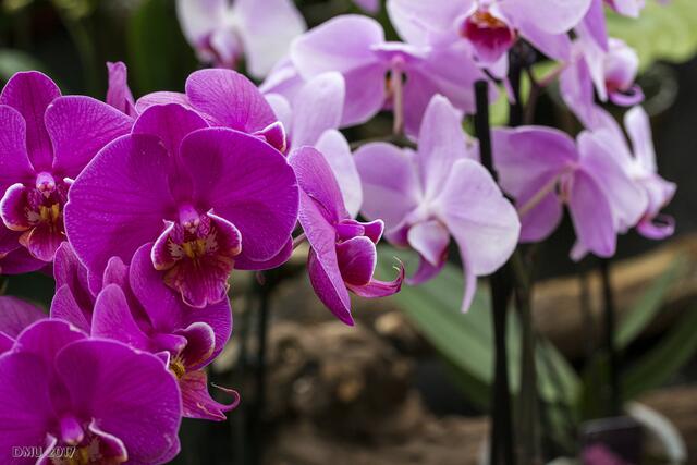 Phalaenopsis