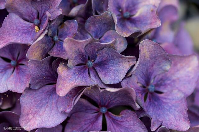 Hortensie