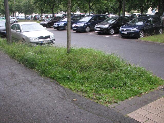 Genug Nahrung für die Wildschweine.