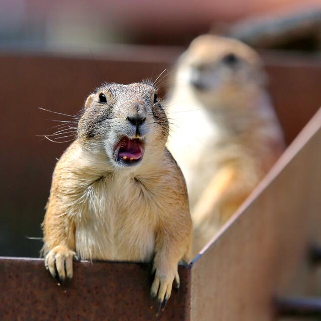 "Wir haben Hunger, Hunger, Hunger ...