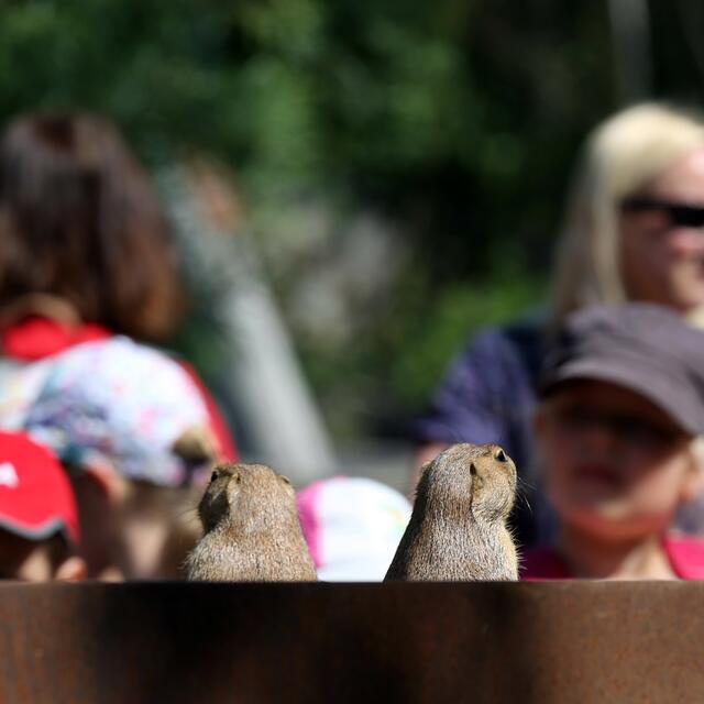 Klar! Jede Menge. Siehst Du doch!