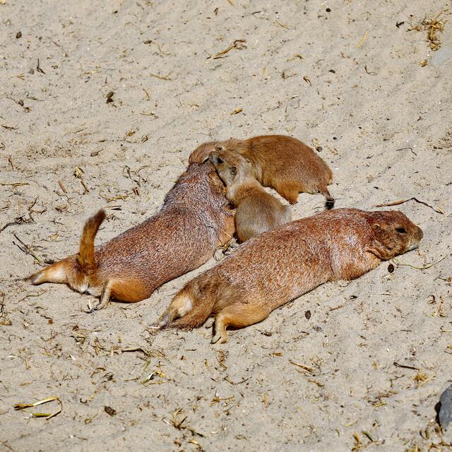 "Ja, war gaaanz prima."