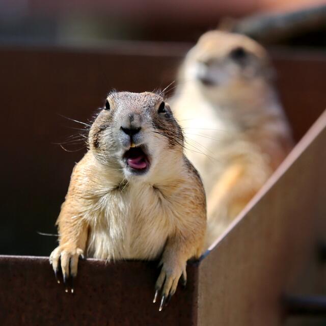 ... haben Hunger, Hunger, Hunger. Haben Durst!"