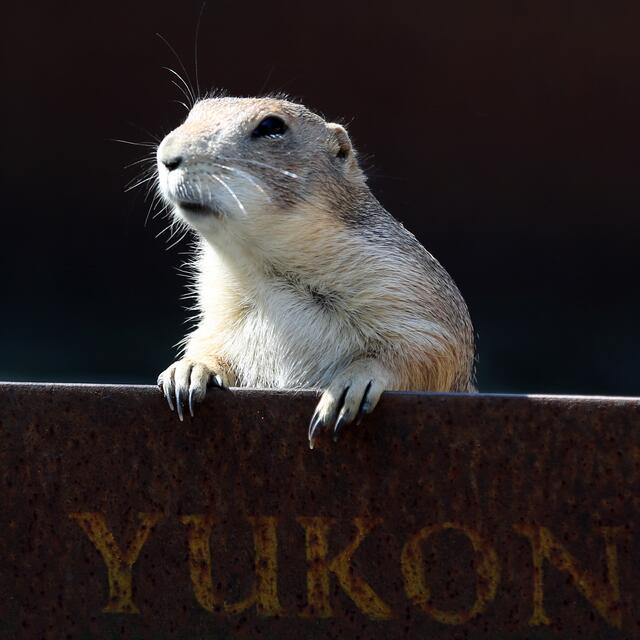 "Sehr verehrtes Publikum ...