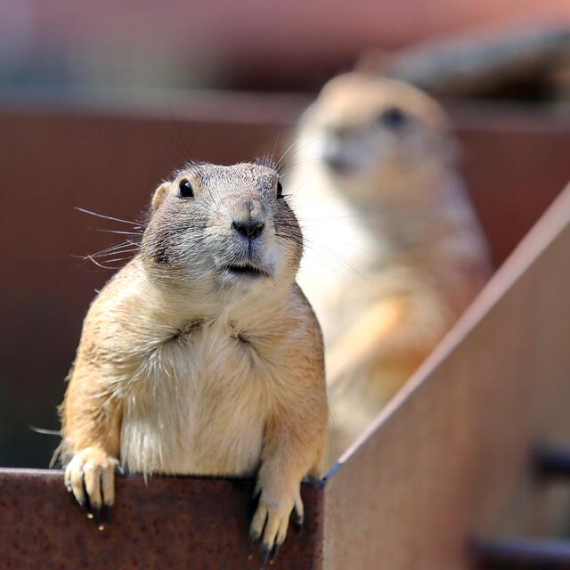 "Öh, scheut Euch nicht zu applaudieren, Leute!"
