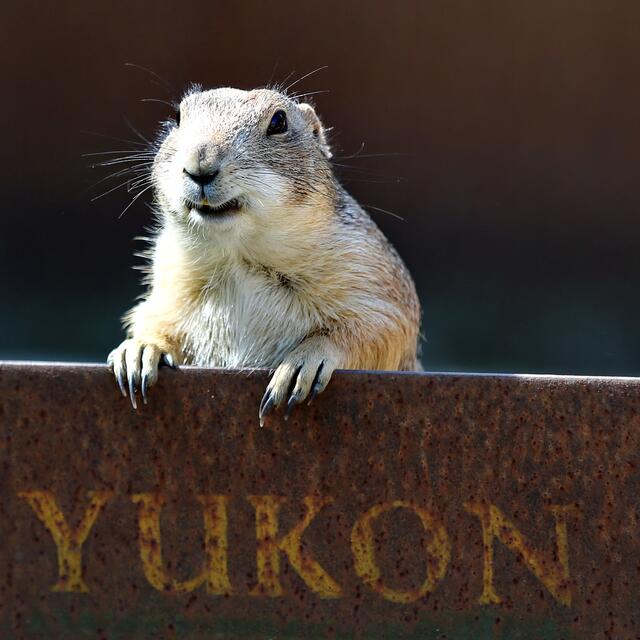 ... für meine Fans intoniere ich jetzt meine Lieblingsarie!"