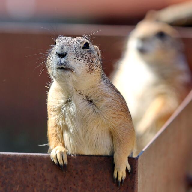 Ist denn schon Publikum anwesend?