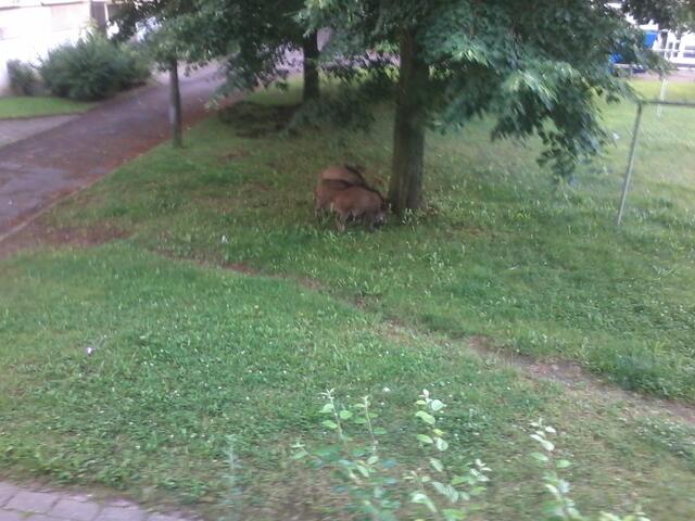 Da überall Essenreste einfach aus den Fenstern geworfen werden, kommen die Wildschweine jetzt in die Wohngebiete