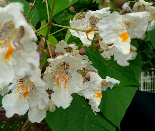 orchideenartige Blüten.