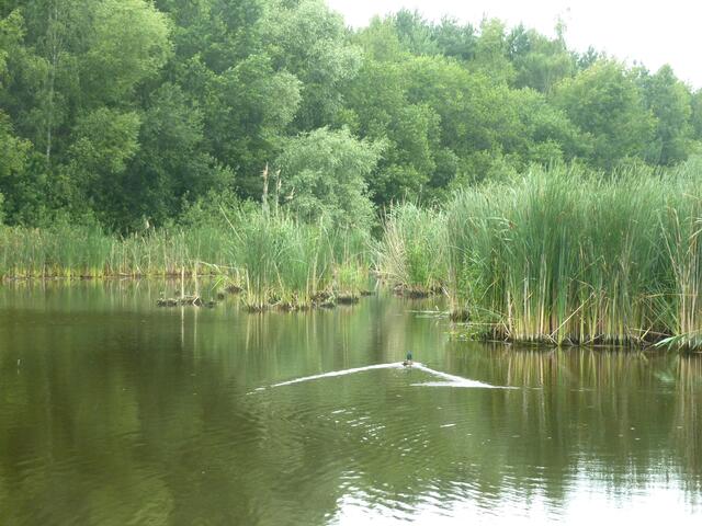 Im Schilf sind viele Vogelstimmen zu hören.
