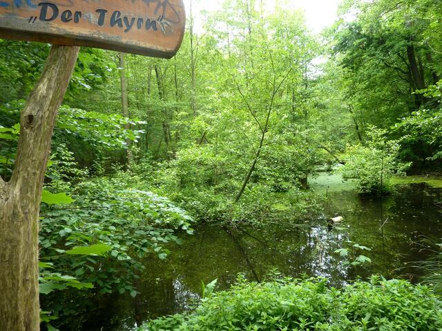 Biotop "Der Thyrn" am Müggelsee