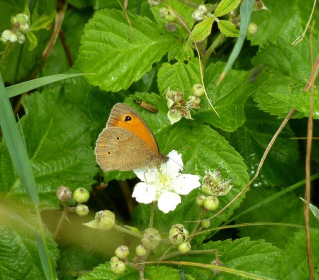 Schmetterlinge und Käfer .....