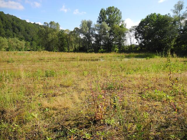 ein Stückchen der neuen Fläche mit dem größten Tümpel - ca. 5 m x 10 m