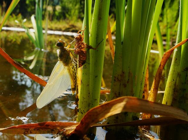 ganz frisch, noch nicht trocken und ausgehärtet