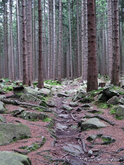 Wanderweg - urig und naturnah
