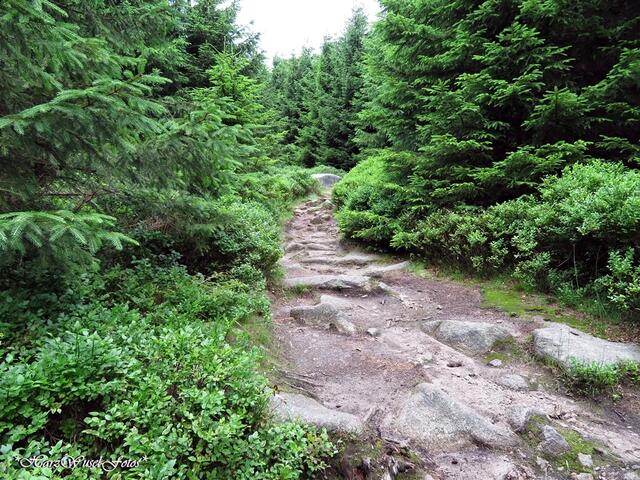 Felsen-Wanderweg zur Leistenklippe hinauf