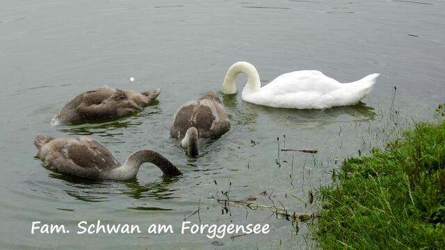 denen macht das Hochwasser nichts aus.