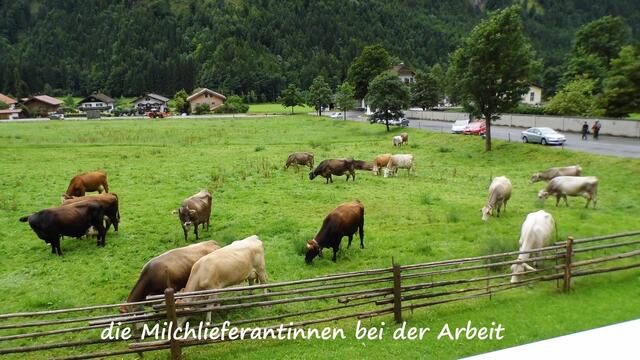 die Lieferantinnen der guten Milch