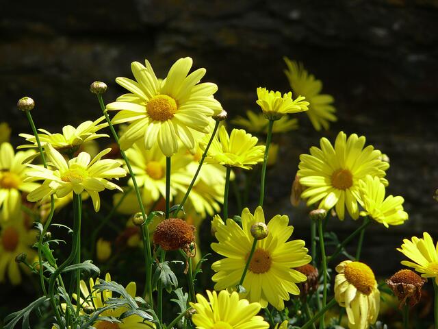 Blumen auf der Isle of Man