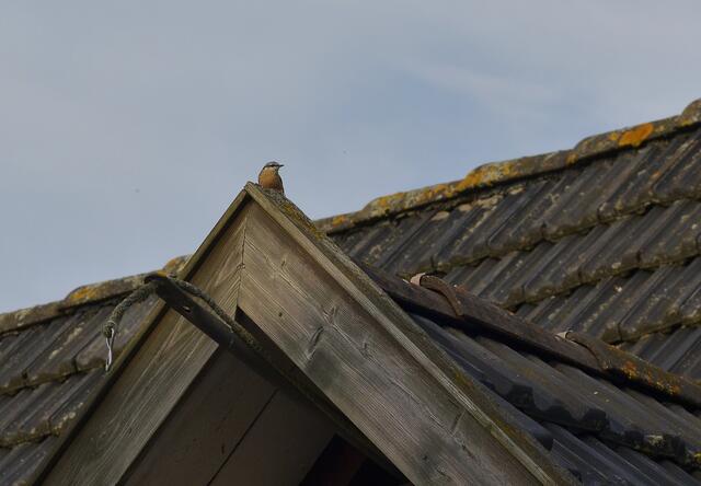 ............ vom Nachbarhaus pfeift er  ( nach mir?) um Futter ..........