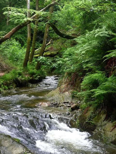 Wildbach in den Groundle Glen