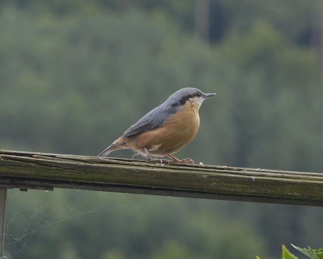 ........fliegt eine Runde über den Balkon, schaut...........