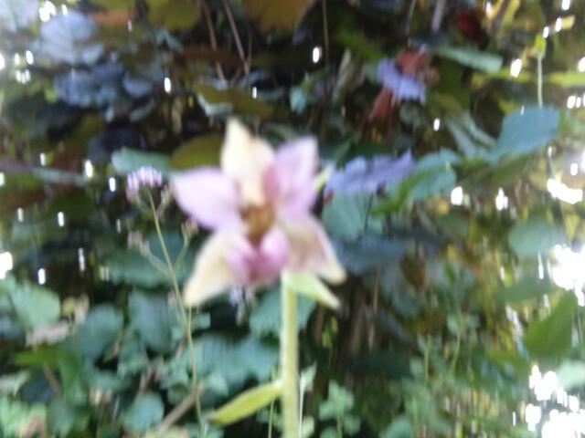 schlechtes Foto einer ausgezupften Orchidee