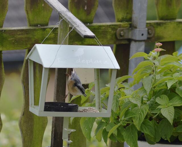 nach dem Regen heute Nacht - er hatte schon Spektakel gemacht, dann hab ich frisch nachgefüllt - 1. August