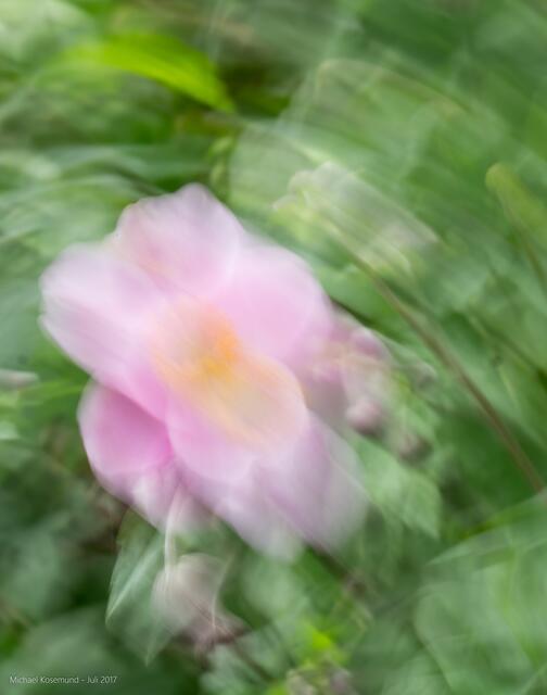 Zarte Blüte - dynamische Bewegung der Kamera