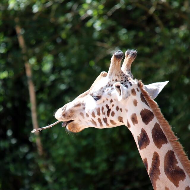 ... da hab' ich's mal versucht!