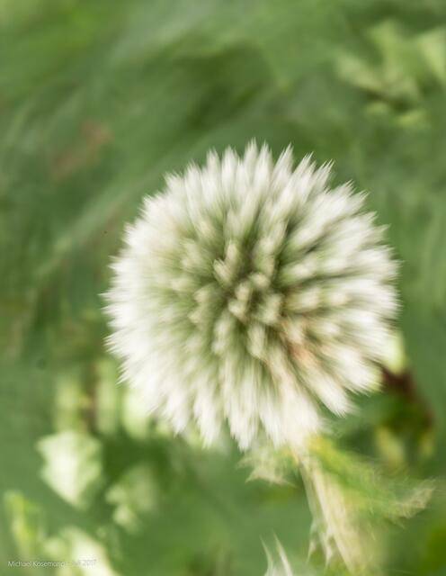 Weiße Kugelblume - Kamera dynamisch gedreht