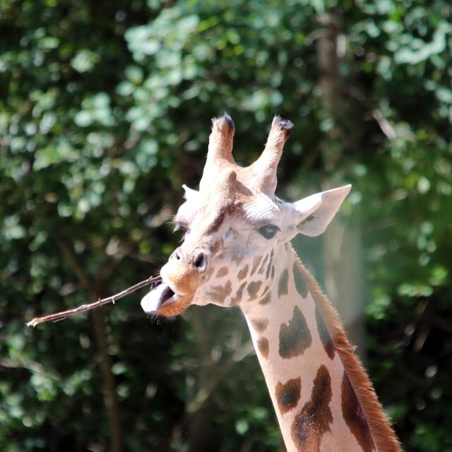 Bääääh, voll grässlich!!!