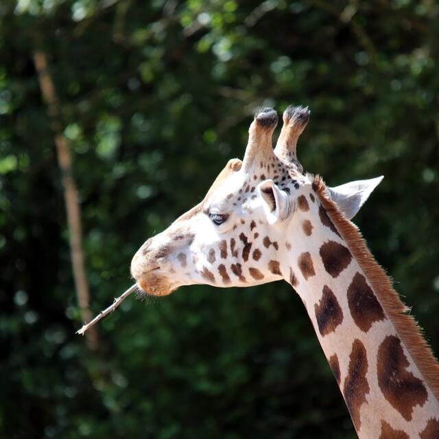 Als wenn ICH rauchen würde!