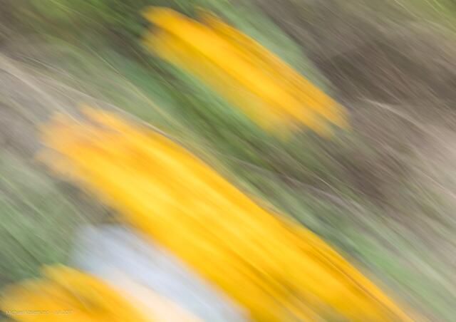 Gräser und gelbe Blume im "Wischer"