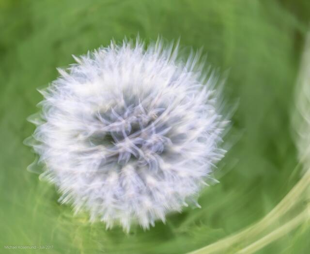 Weiß-Blau Kugelblume - Kamera schnell gedreht
