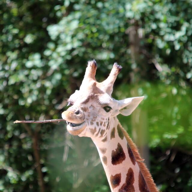 Und seitdem rauche ich nur noch BIO ... kalt ... Klasse, wa?