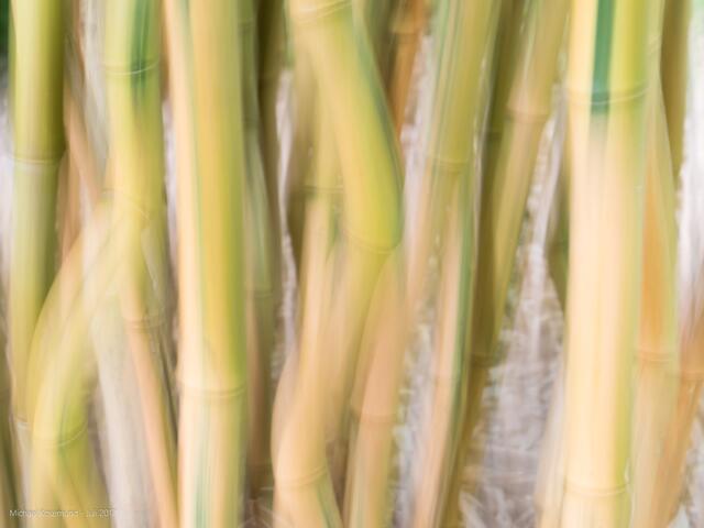 Bambus - Kamera vertikal bewegt