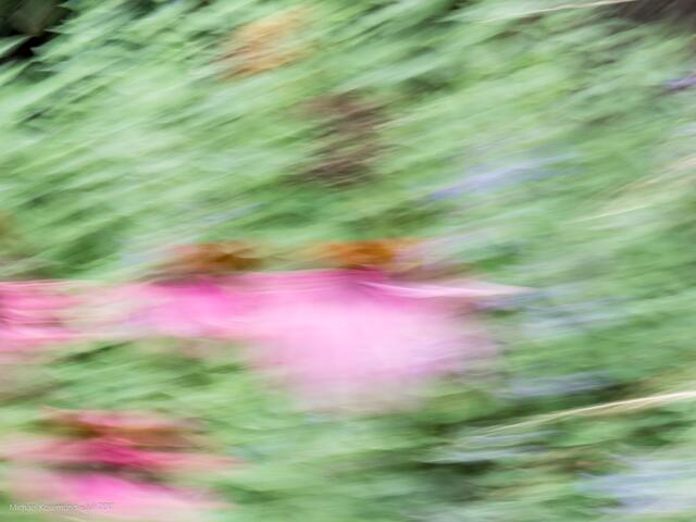 Blume in Pink mit "Wischer"